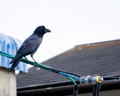 Large-Billed Crow