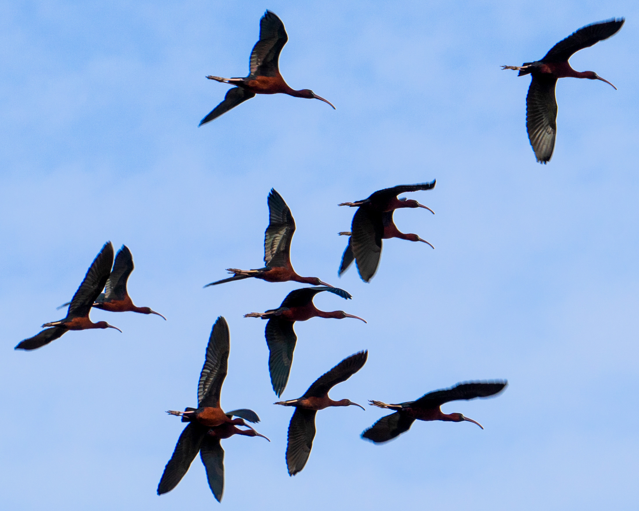 Glossy Ibis