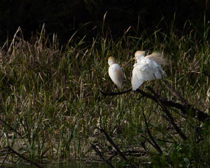 Cattle Egret Overwatch