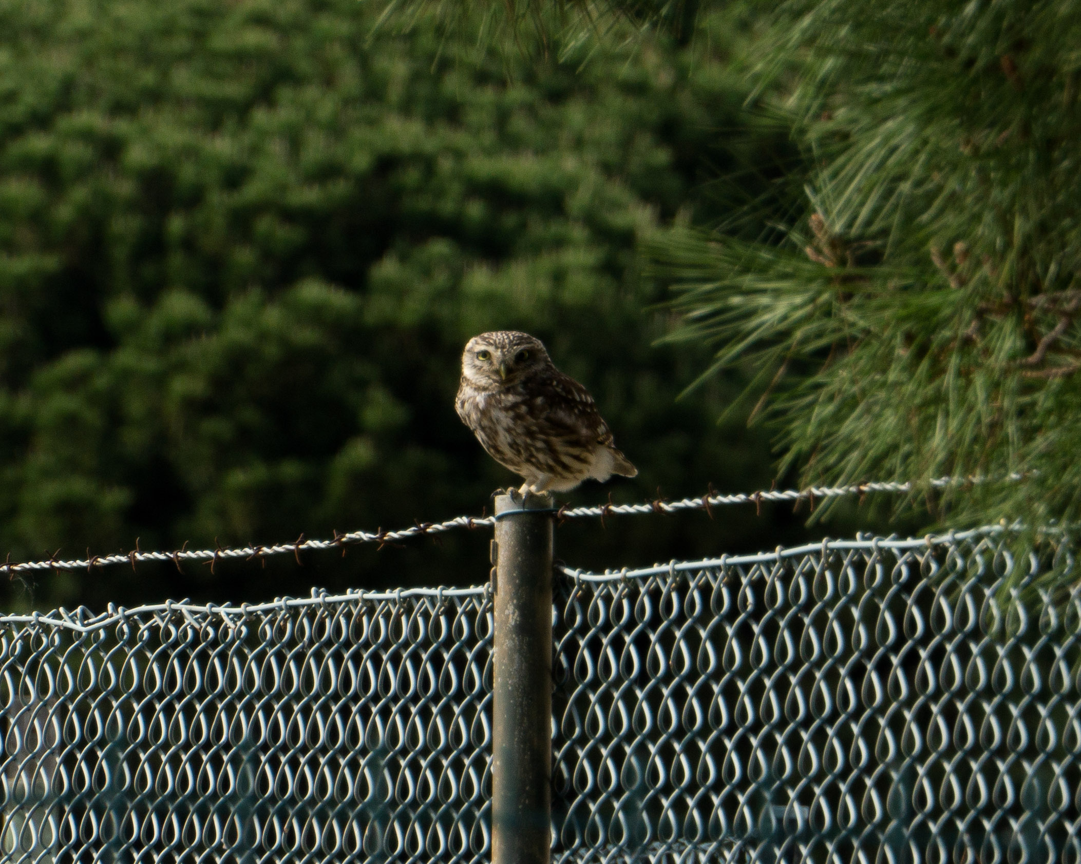 On the fence 