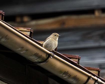 Daurian Redstart