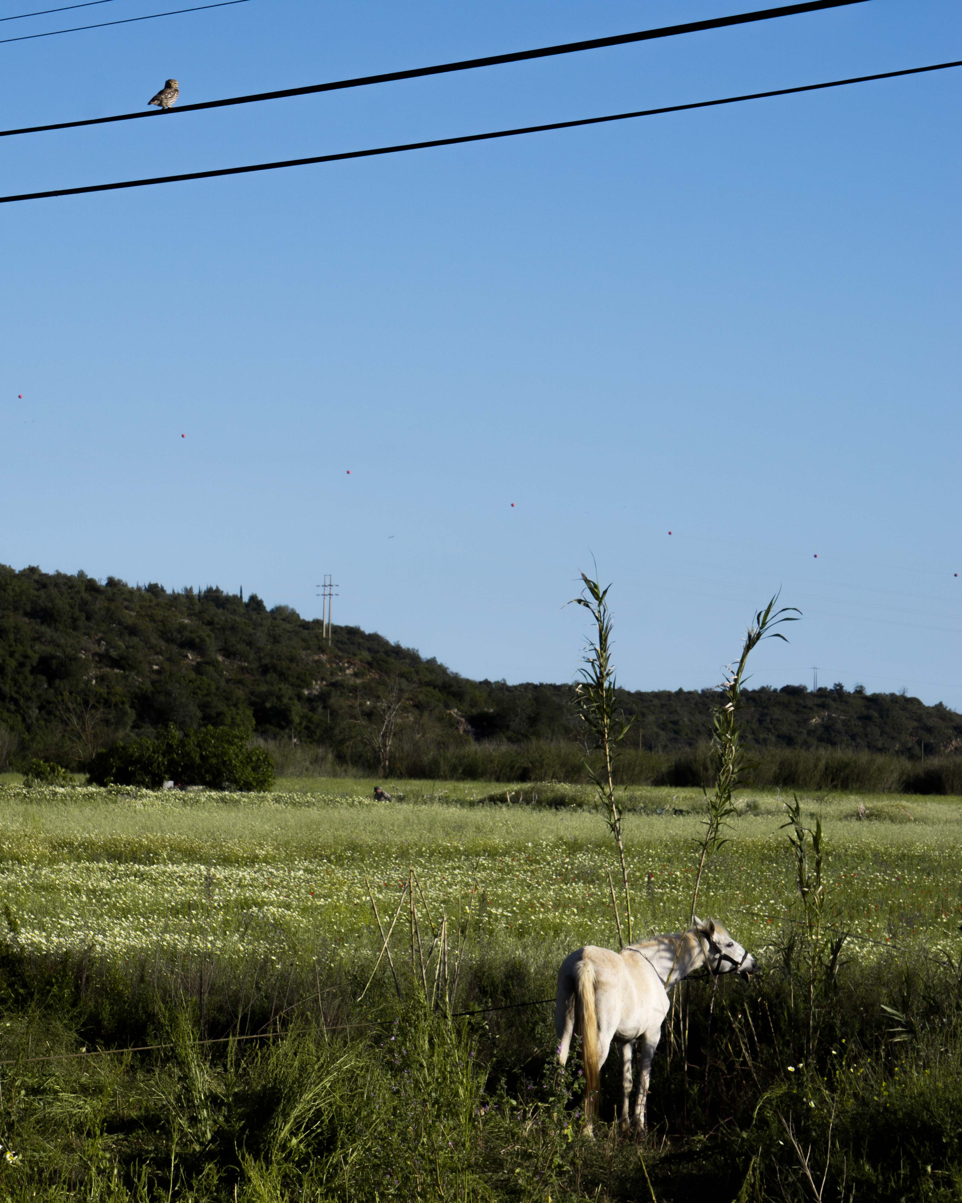 Owl and Horse