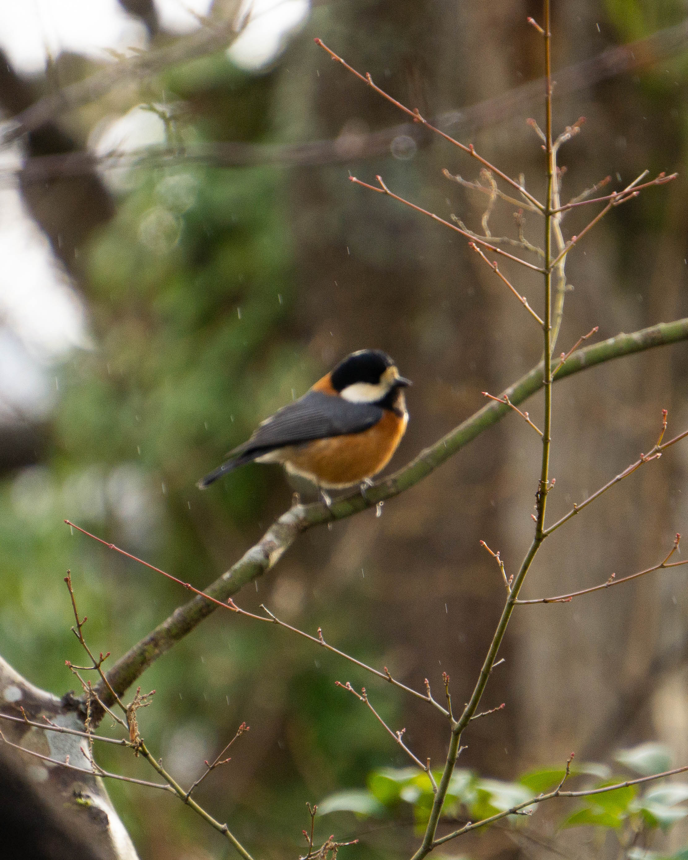 Varied Tit