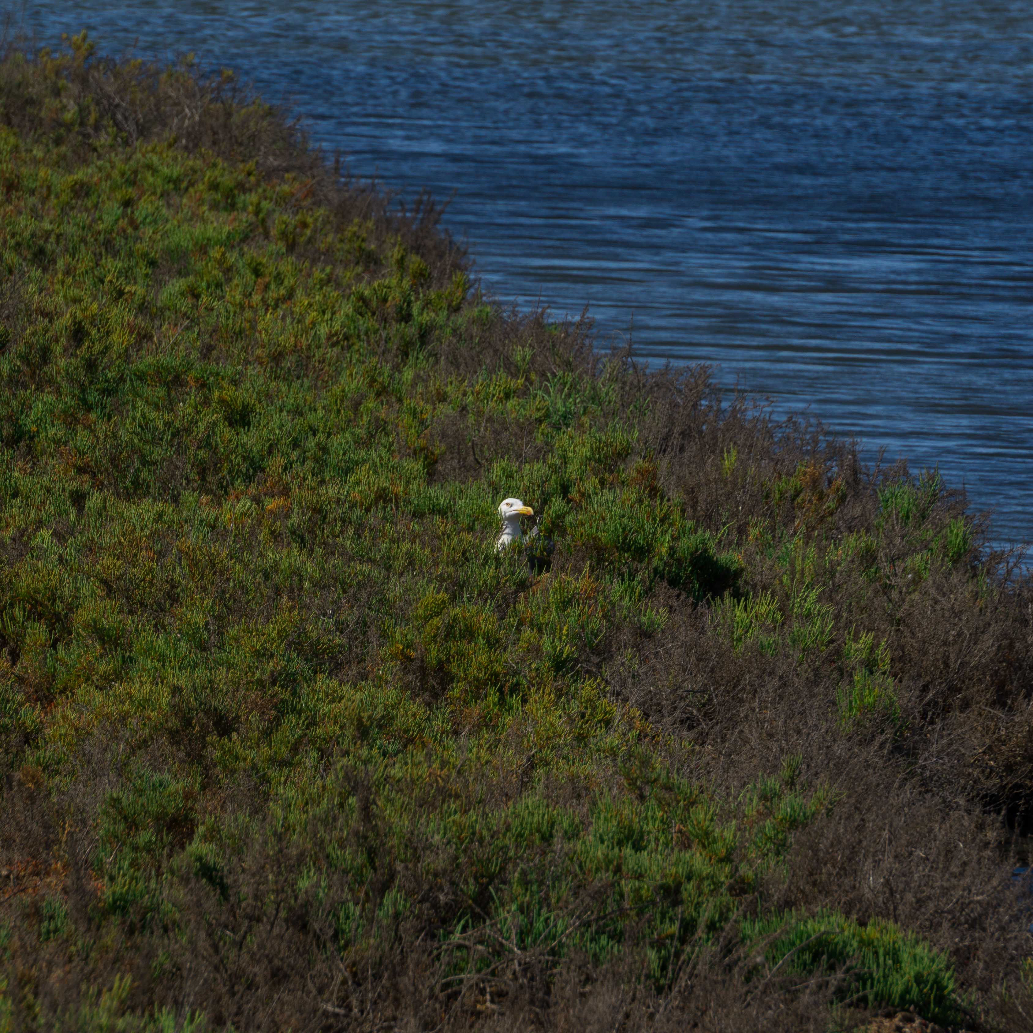 Gull in Shrubs