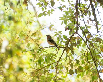 Chaffinch