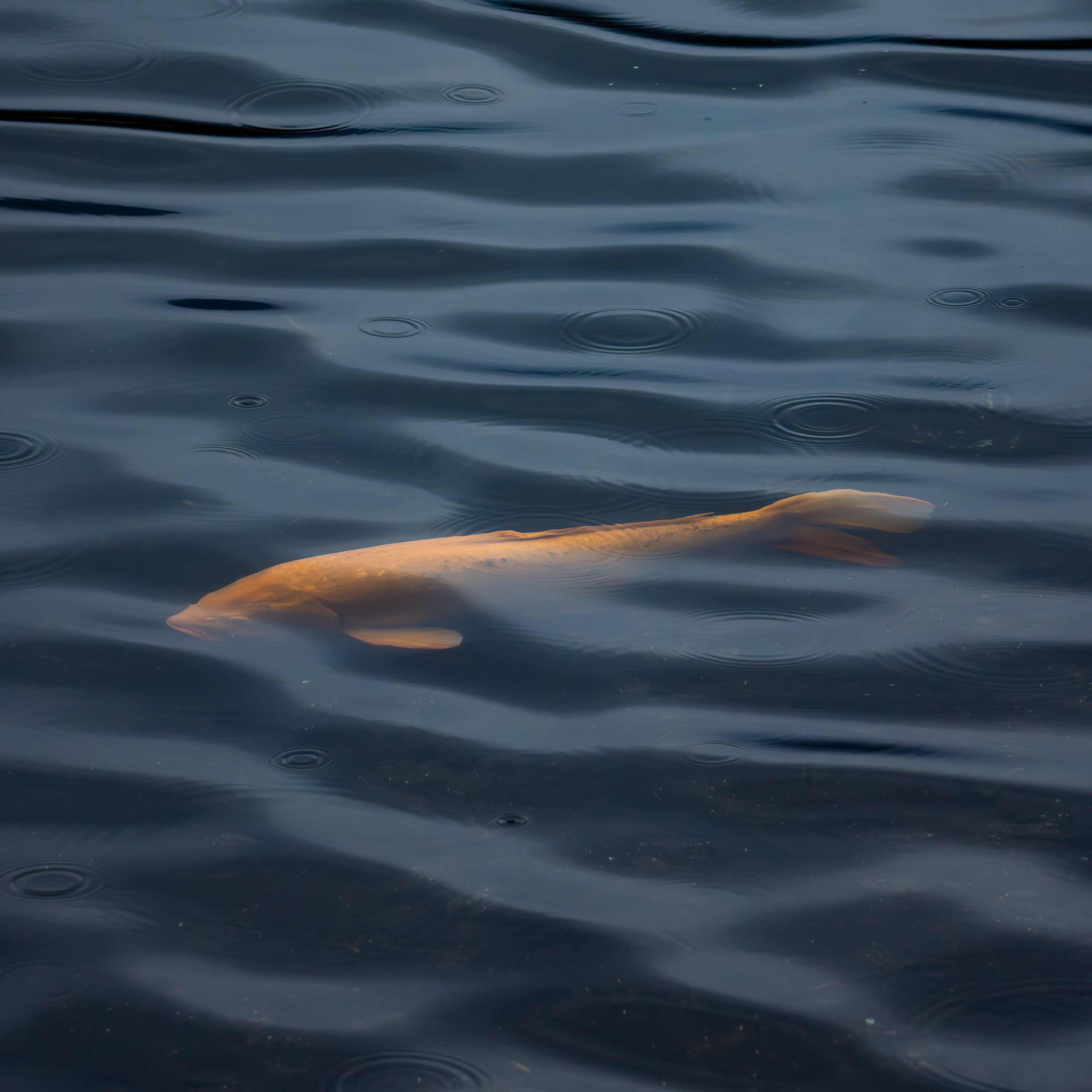 Fish in Lake