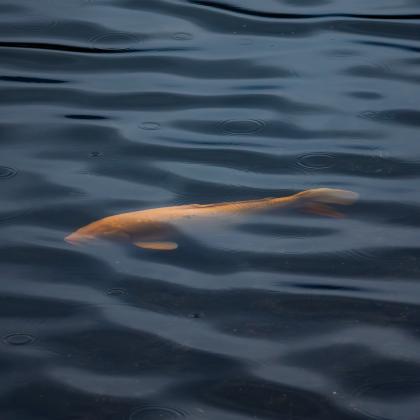 Fish in Lake