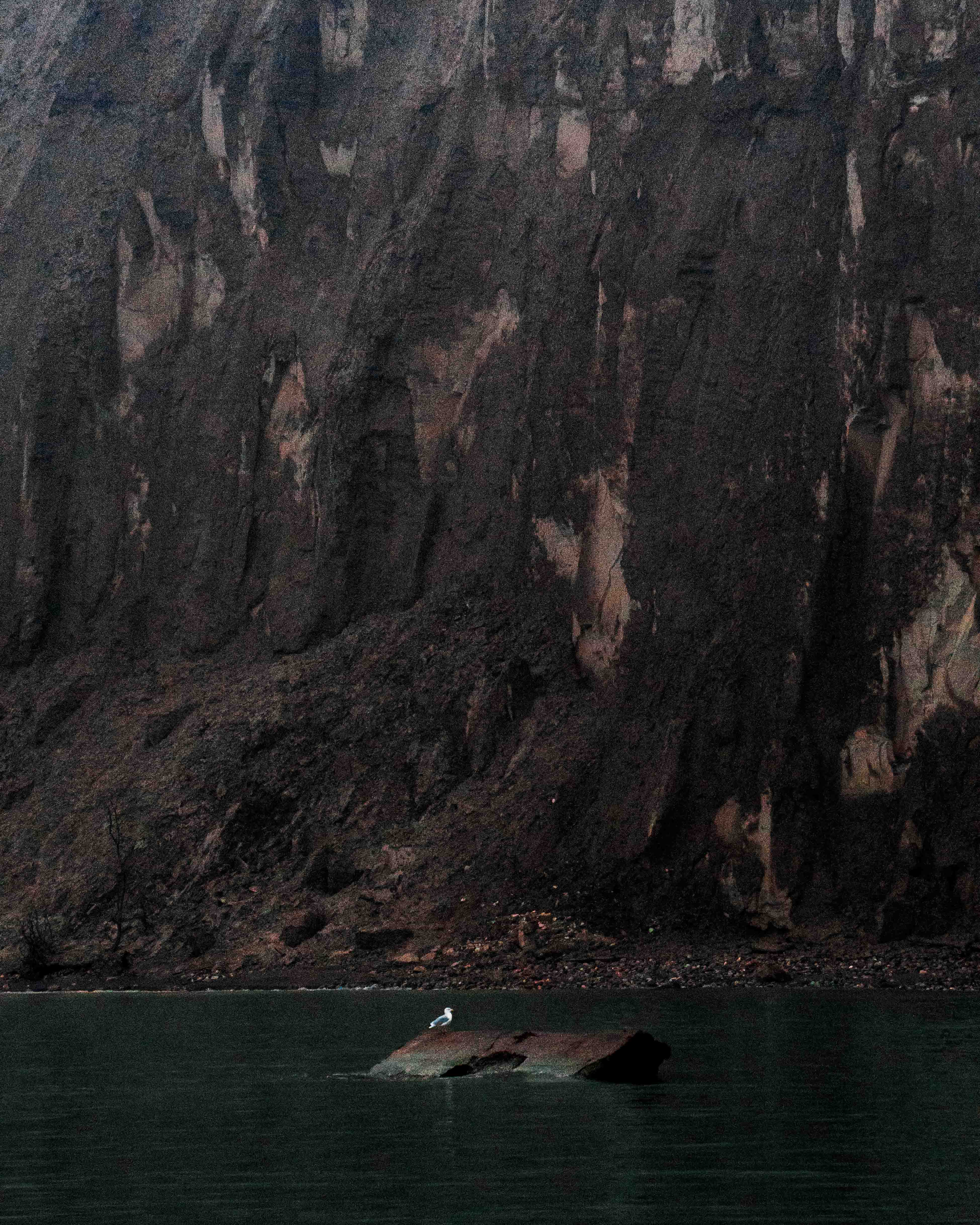 Gull on Rock