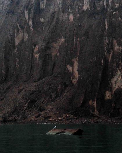 Gull on Rock