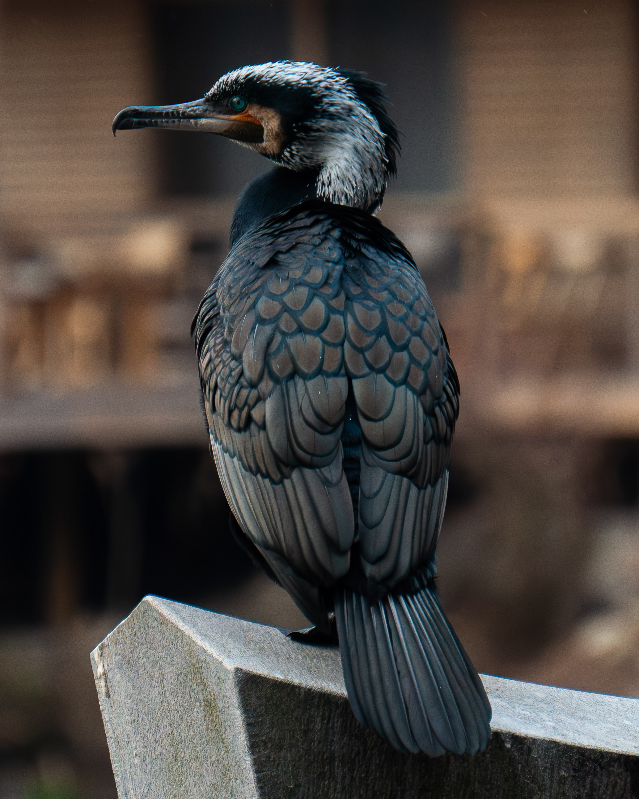 Japanese Cormorant