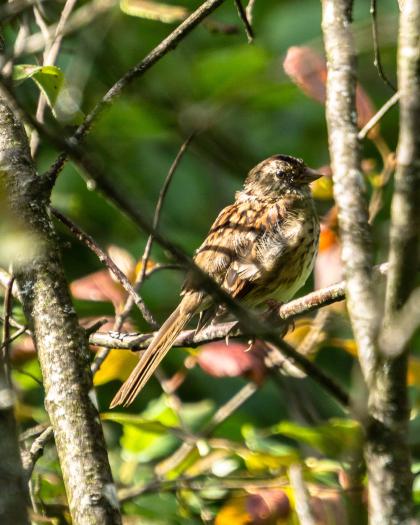 Savannah Sparrow