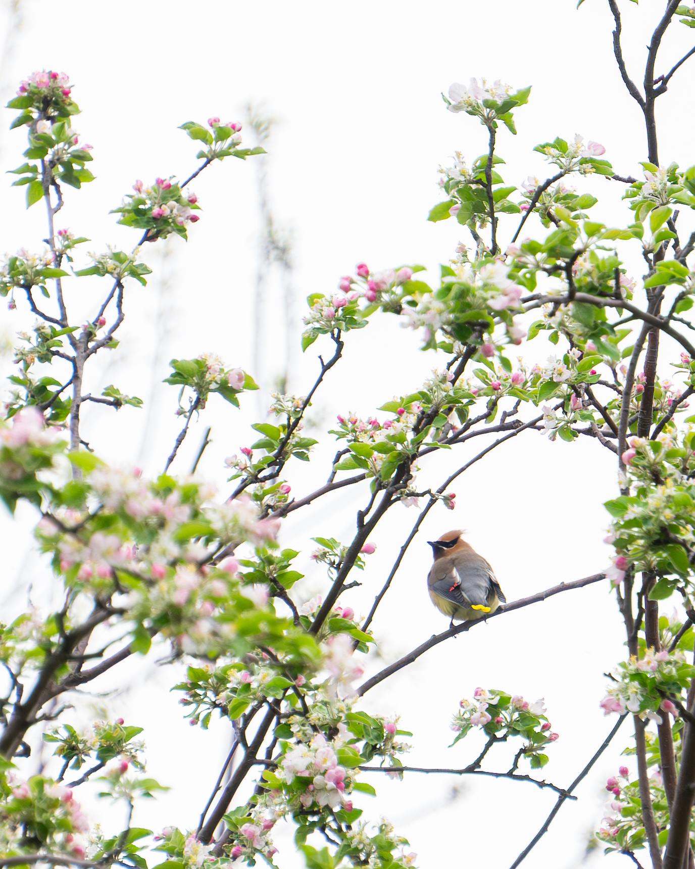 Cedar Waxwing in Cherry Blossoms