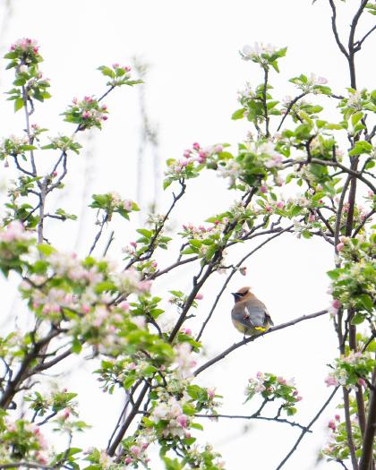 Cedar Waxwing in Cherry Blossoms