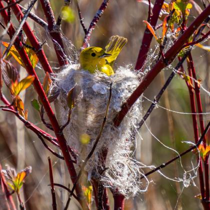 Yellow Warbler Renovating