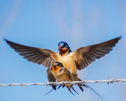 Barn Swallows Banging